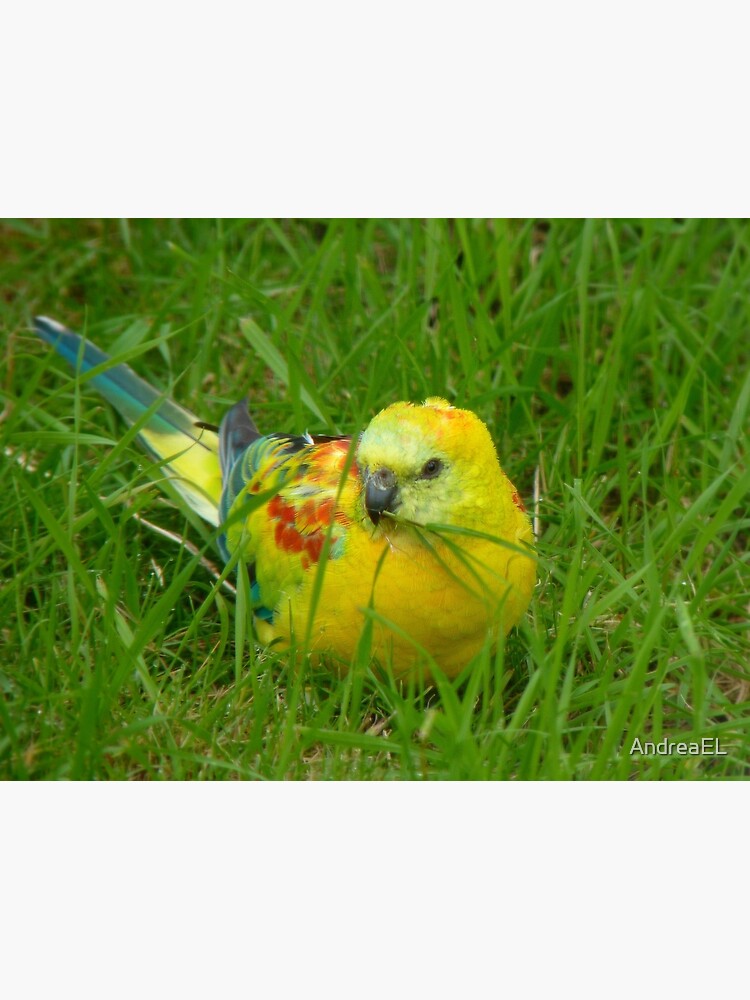 I'm Definitely Not I'm Opalescent Opaline Red Rump