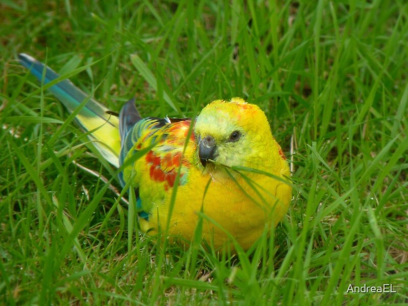 opaline red rumped parrot