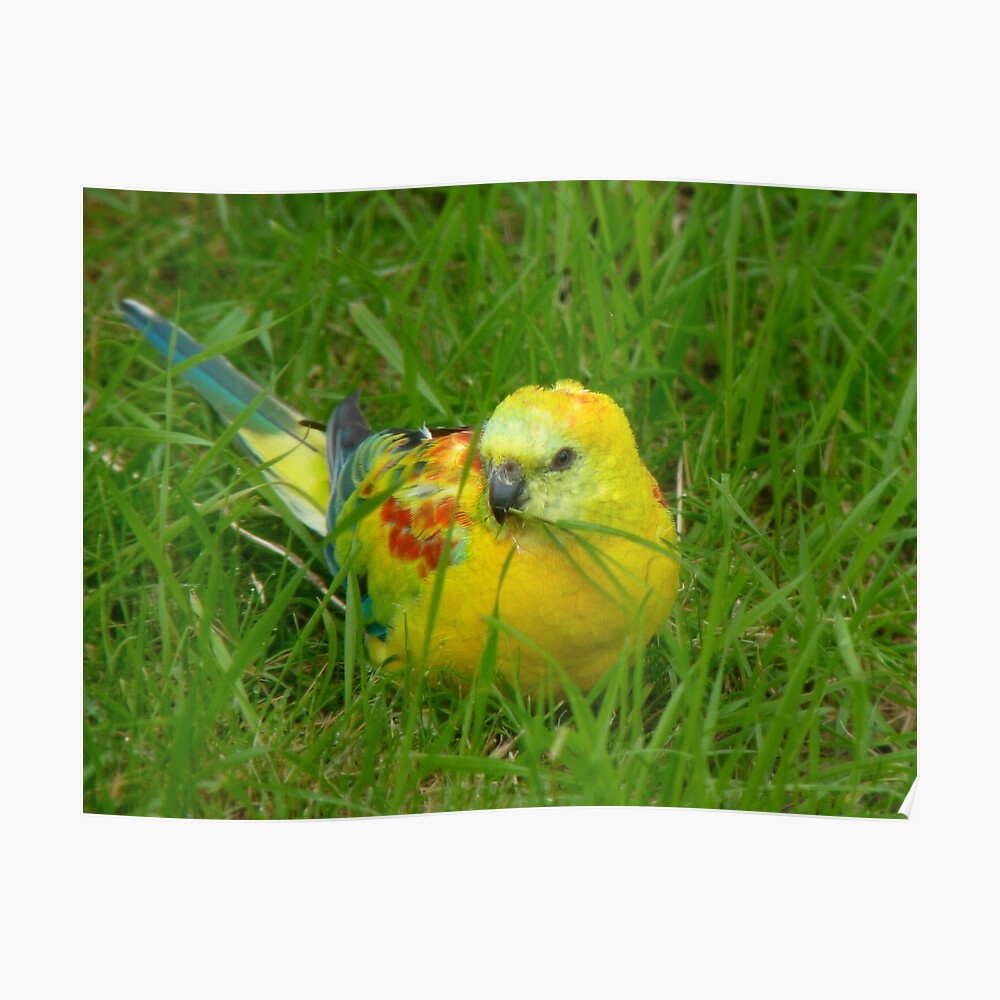 opaline red rumped parrot