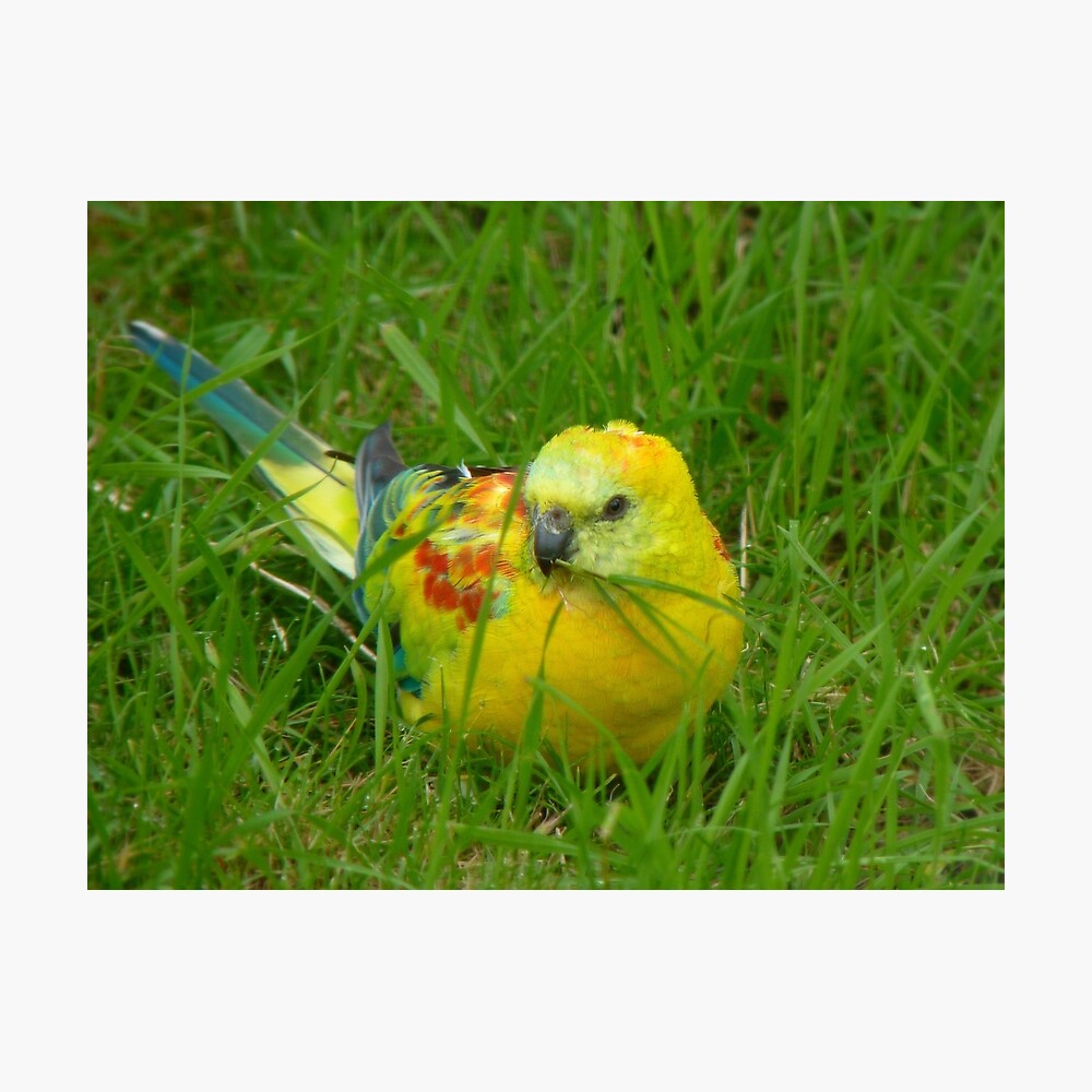 I'm Definitely Not I'm Opalescent Opaline Red Rump