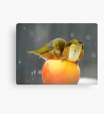 Alright...Alright... Come On Shove Over!!! - Silver-Eyes - NZ Canvas Print