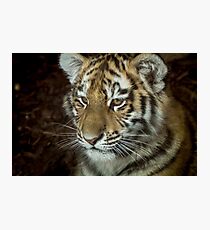 Sumatran Tiger Cub Photographic Print