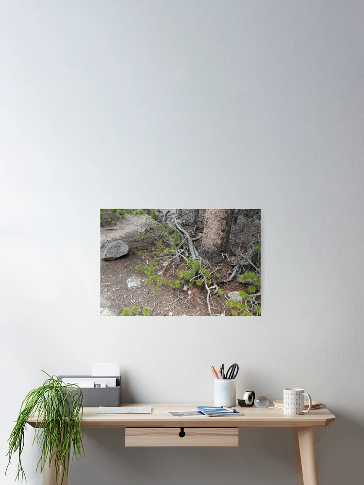 Thumbnail 2 of 3, Poster, Trees, Rocks, Roots designed and sold by Haley-Marshall.