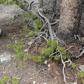 Artwork thumbnail, Trees, Rocks, Roots by Haley-Marshall