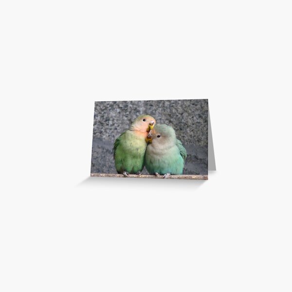 Excuse Me...This Is A Private Moment - Love Birds - NZ Greeting Card