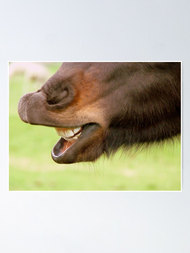 ""Don't Look A Gift Horse In The Mouth" - NZ" Poster for Sale by