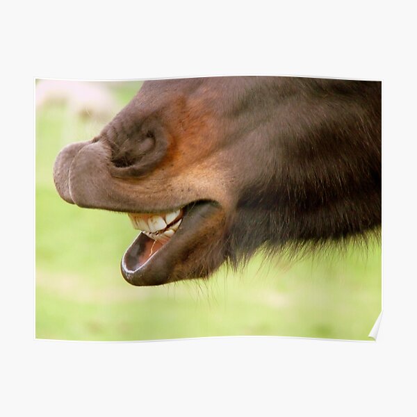 ""Don't Look A Gift Horse In The Mouth" - NZ" Poster for Sale by