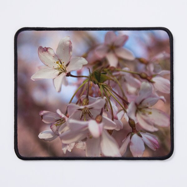 Item preview, H0220 Cherry Blossom designed and sold by photographyemd.