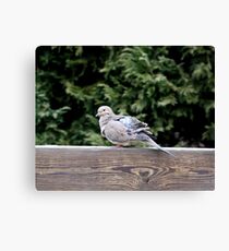 Pruning Canvas Print