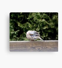 Pruning !! Canvas Print