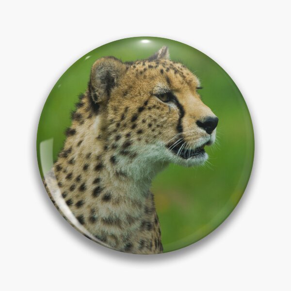 Item preview, Cheetah On A Lookout designed and sold by rawshutterbug.