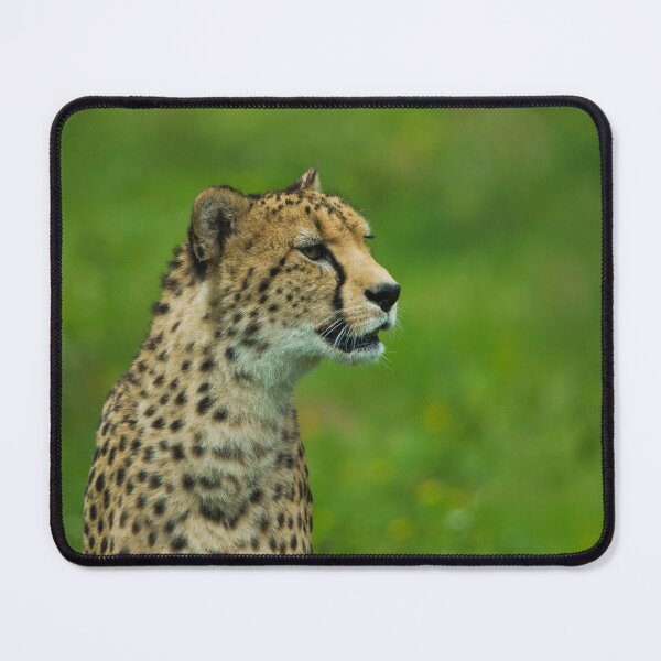 Item preview, Cheetah On A Lookout designed and sold by rawshutterbug.