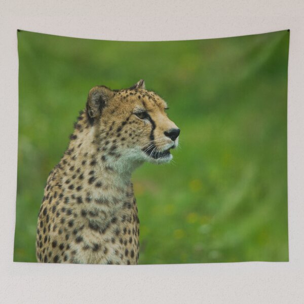 Item preview, Cheetah On A Lookout designed and sold by rawshutterbug.