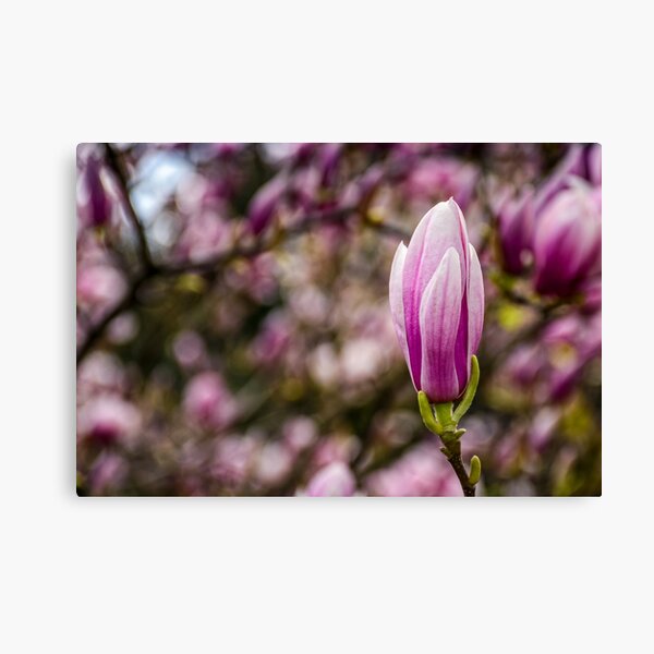 Magnolia flower blossom in springtime Canvas Print