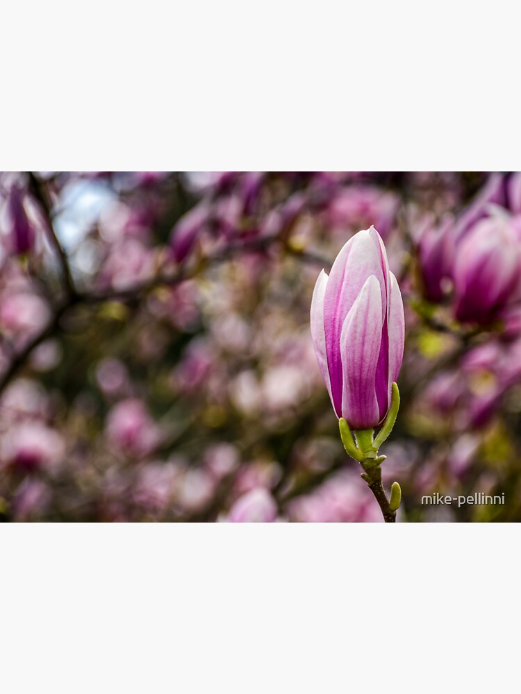 Magnolia flower blossom in springtime by mike-pellinni