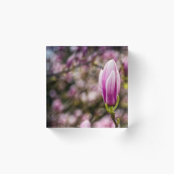 Magnolia flower blossom in springtime Acrylic Block
