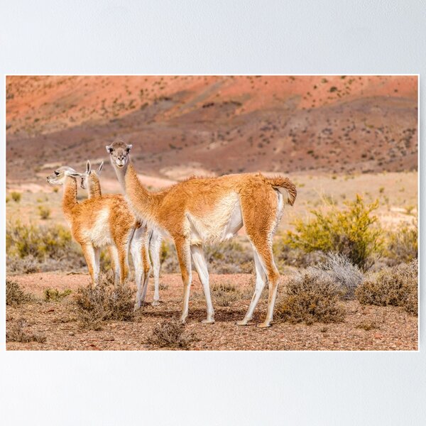 Item preview, Group of Guanacos at Patagonia, Argentina designed and sold by DFLC Prints.