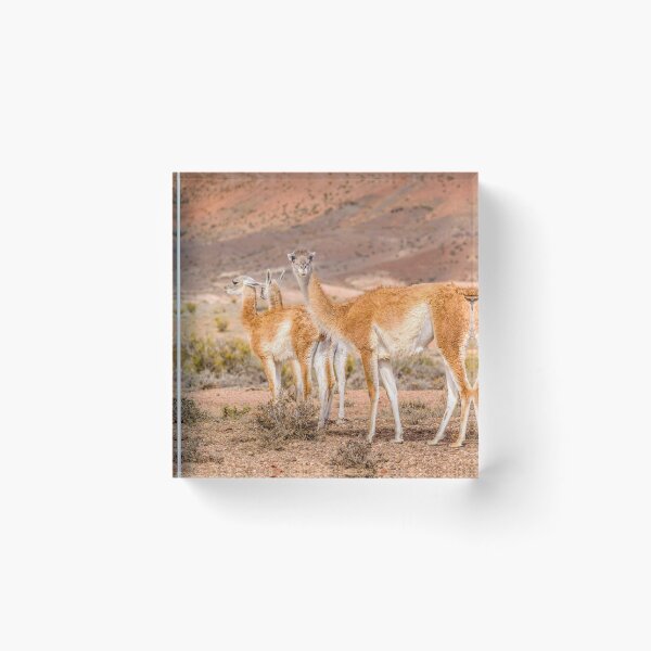 Item preview, Group of Guanacos at Patagonia, Argentina designed and sold by DFLC Prints.