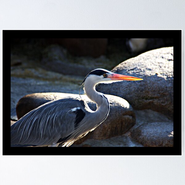Item preview, Grey Heron 3 designed and sold by Jörg Holtermann.