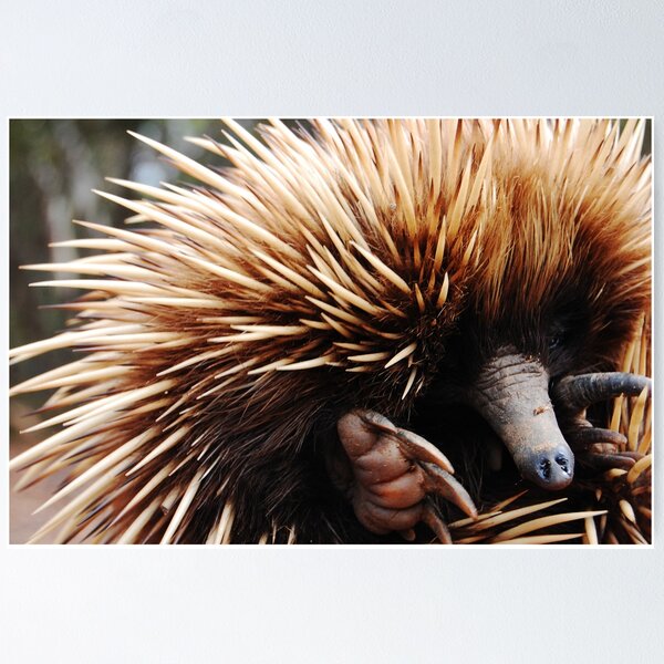 Item preview, Echidna (Cute) designed and sold by jeremydwilliams.