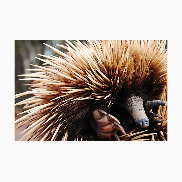 Item preview, Echidna (Cute) designed and sold by jeremydwilliams.