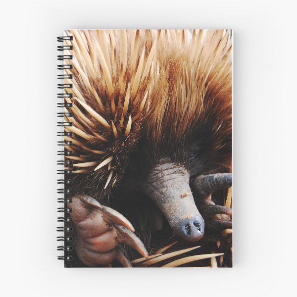Item preview, Echidna (Cute) designed and sold by jeremydwilliams.