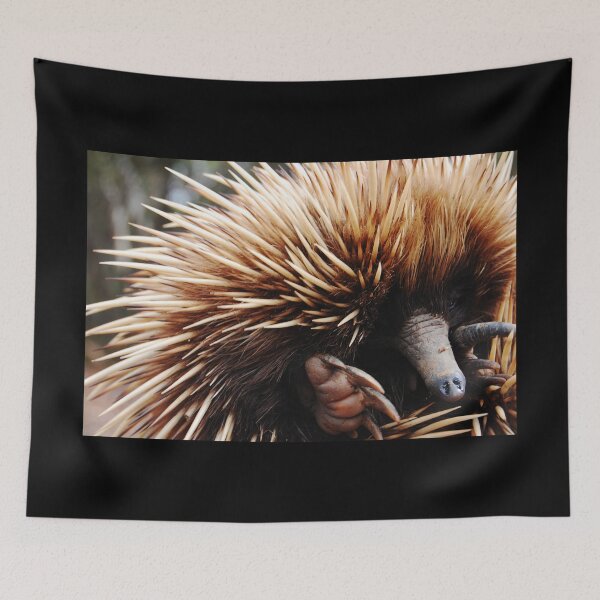 Item preview, Echidna (Cute) designed and sold by jeremydwilliams.