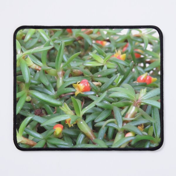 Item preview, Mediocalcar decoratum designed and sold by greentiger1.