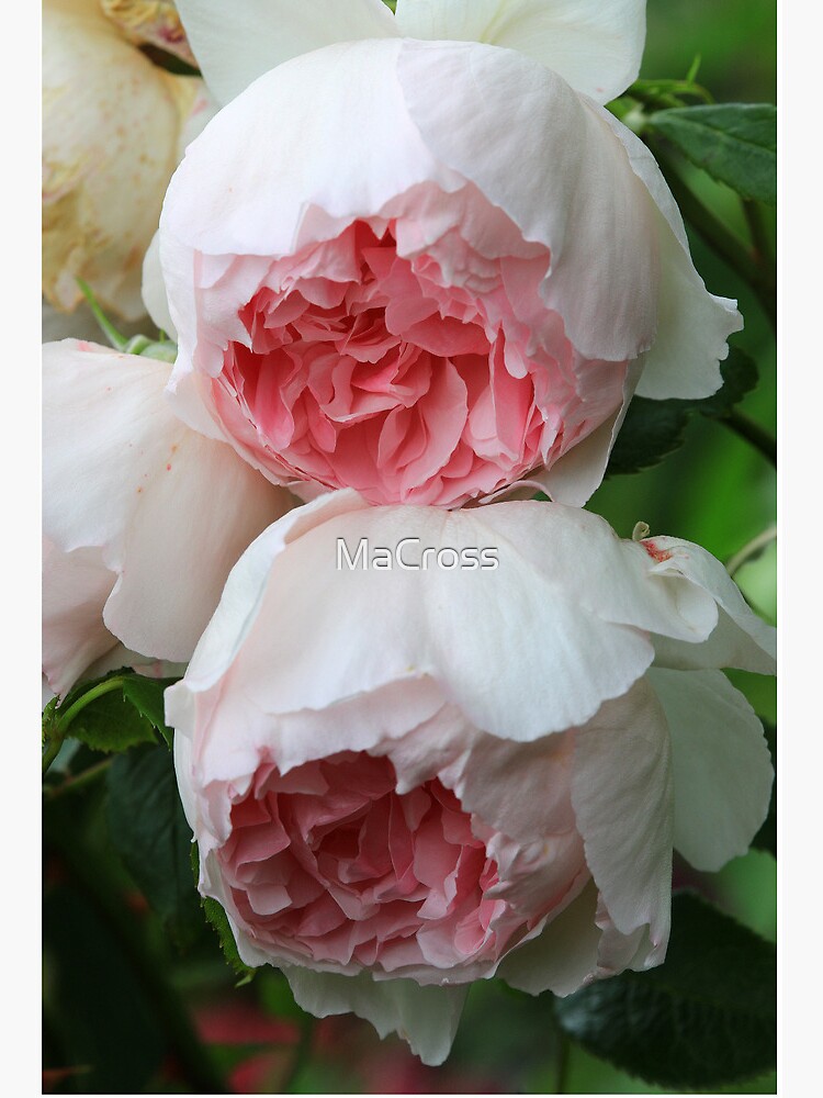 Lámina rígida «Rosa Inglesa Romántica» de MaCross | Redbubble