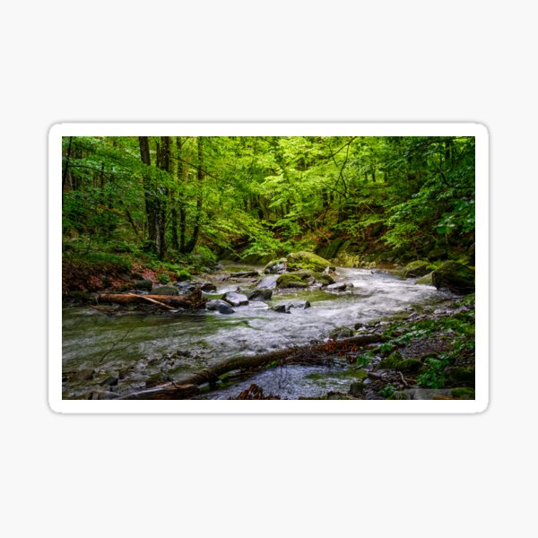 Rapid stream in green forest Sticker