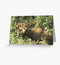 Full Bull Greeting Card