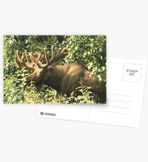 Full Bull Postcards