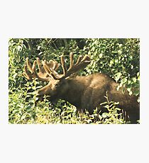 Full Bull Photographic Print