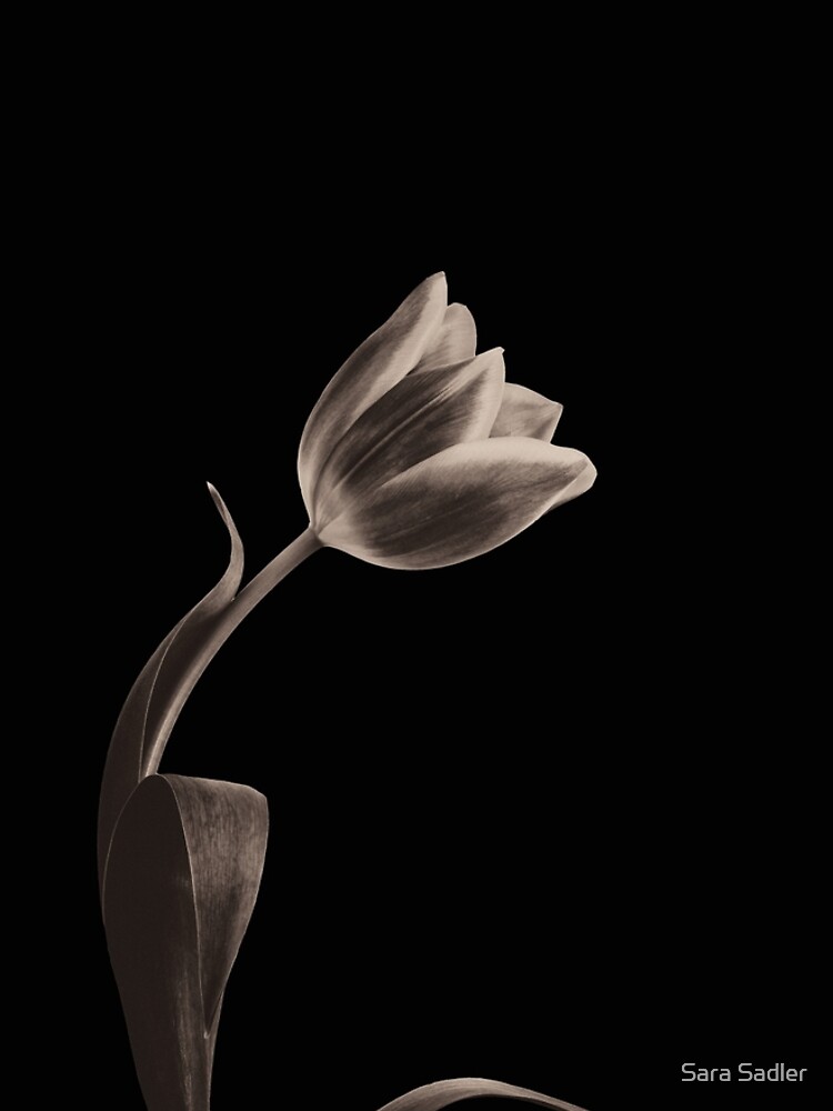 Antique Tulip by sadler2121