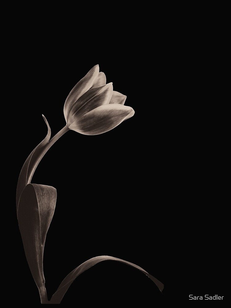 Antique Tulip by sadler2121