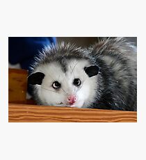 Baby Possum Photographic Print