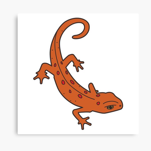 Eastern Red-Spotted Newt Canvas Print