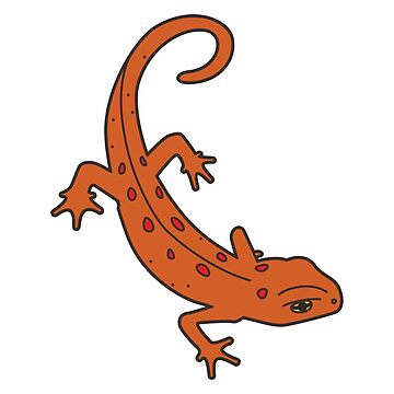 Artwork thumbnail, Eastern Red-Spotted Newt by 13sparrows