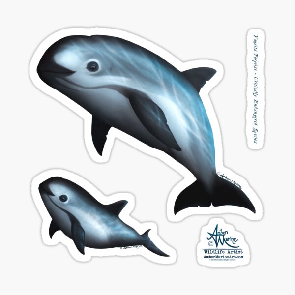Treacherous Waters - Vaquita Porpoise Art (Copyright 2015) Original Digital Painting by artist Amber Marine Sticker