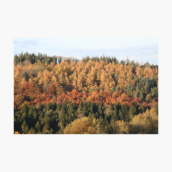 Item preview, Autumn Trees designed and sold by jcjimages.
