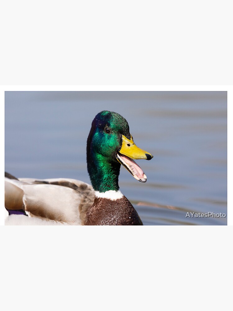 Thumbnail 4 of 4, Coffee Mug, The laughing duck designed and sold by AYatesPhoto.