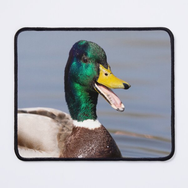 Item preview, The laughing duck designed and sold by AYatesPhoto.