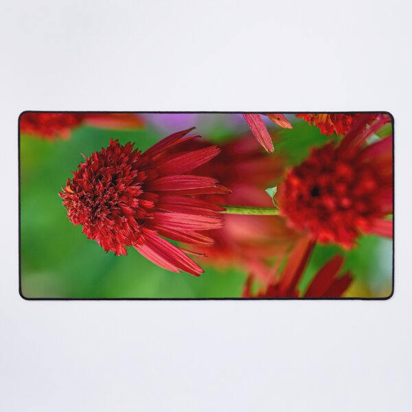 Item preview, Echinacea "Hot Papaya" designed and sold by Michael Cummings.
