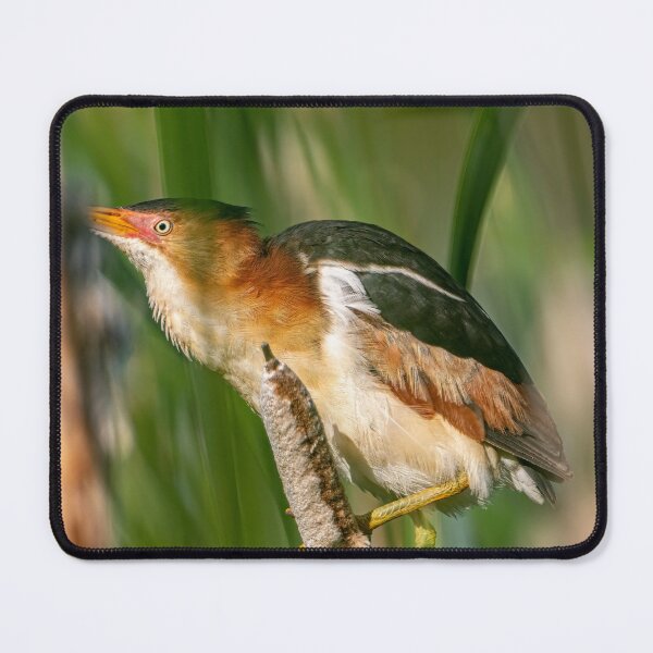 Item preview, Least bittern On Cattail designed and sold by Michael Cummings.