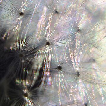 Artwork thumbnail, Iridescent Dandelion by farmbrough