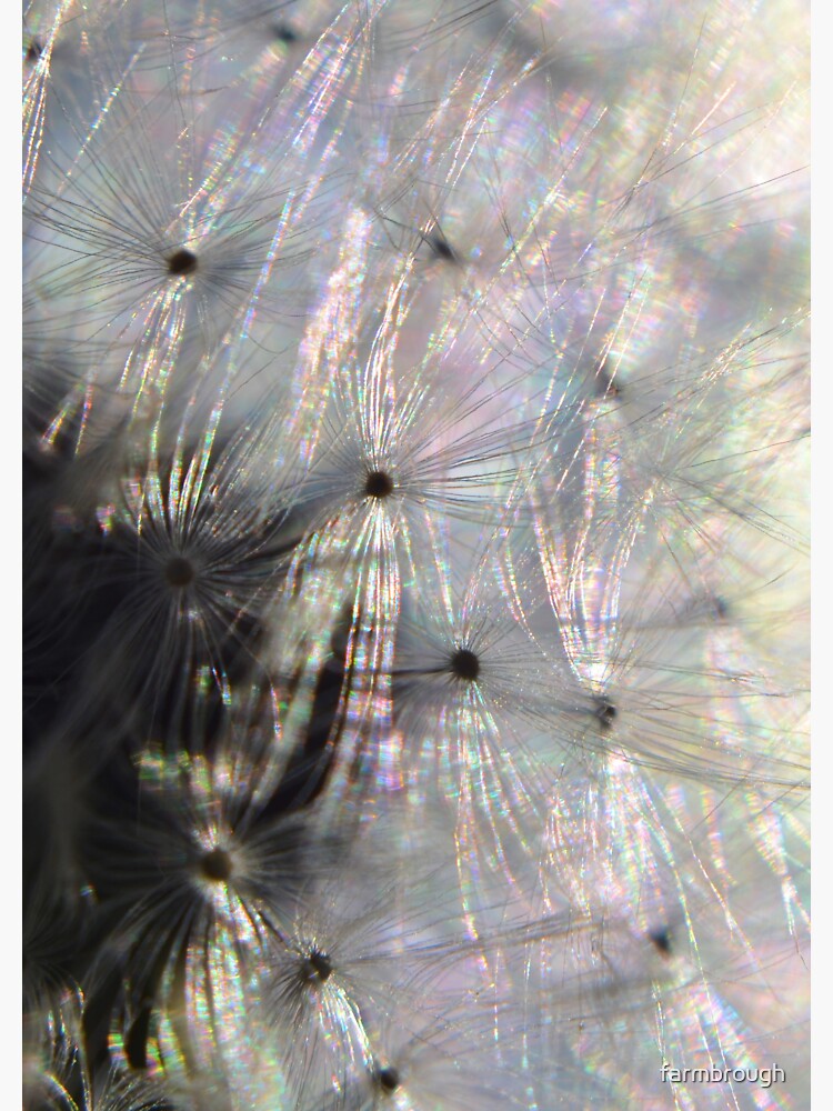 Thumbnail 3 of 3, Sticker, Iridescent Dandelion designed and sold by farmbrough.