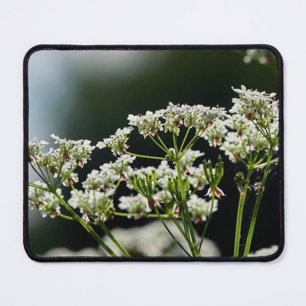 Item preview, All the flowers. Cow parsley designed and sold by Jouko Lehto Photography.