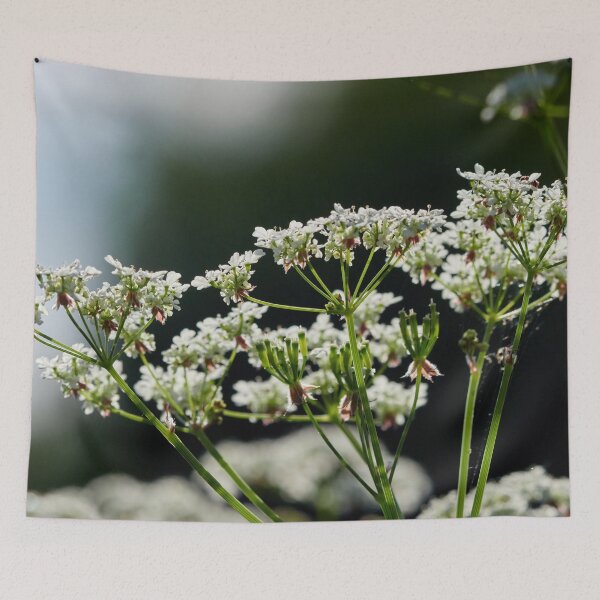 Item preview, All the flowers. Cow parsley designed and sold by Jouko Lehto Photography.