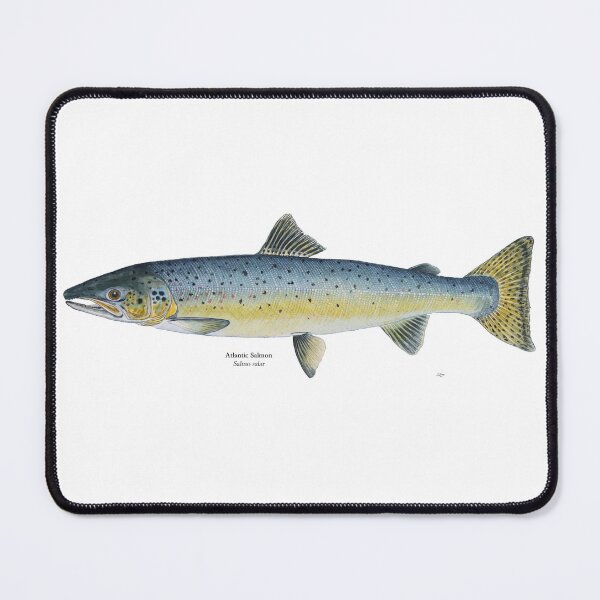 Item preview, Atlantic Salmon Painting designed and sold by Stephen Emms.