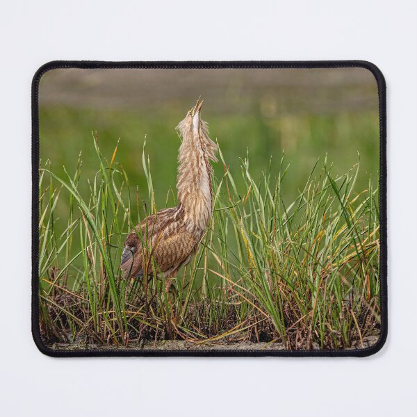 Item preview, American Bittern designed and sold by Michael Cummings.